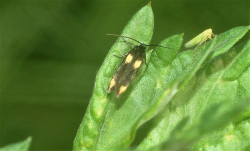 Scythris sinensis
